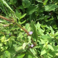 Hygrophila ringens (L.) R.Br. ex Spreng.
